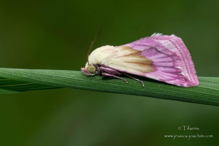 Noctuelle purpurine - Eublemma purpurina (Mazères - 09) © Jessica Joachim