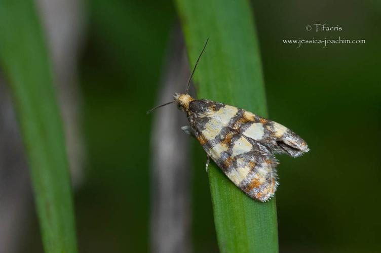 Aethes tesserana (Mazères - 09) © Jessica Joachim