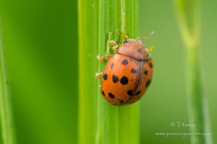 Coccinelle à 24 points (Subcoccinella 24 punctata) © Jessica Joachim