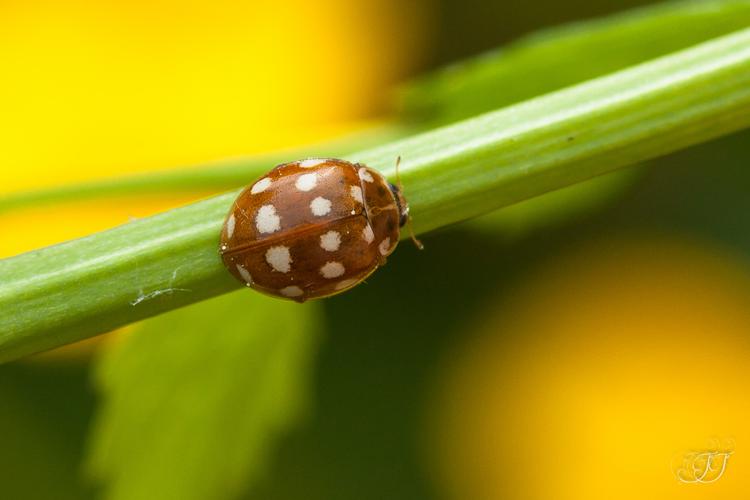 Coccinelle à 14 points (Calvia quatuordecimguttata) © Jessica Joachim