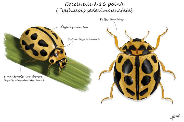 Coccinelle à 16 points (Tytthaspis sedecimpunctata) © Jessica Joachim