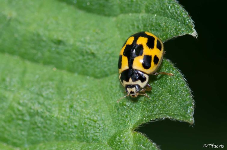 Coccinelle à damier (Propylea quatuordecimpunctata) © Jessica Joachim