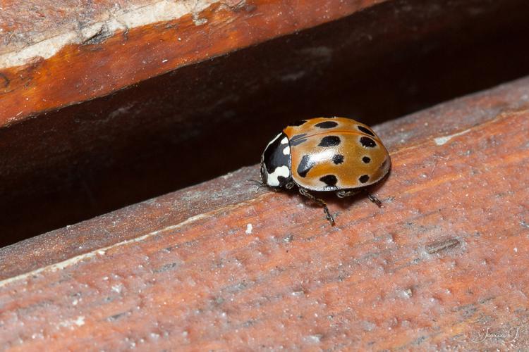 Coccinelle à ocelles (Anatis ocellata) © Jessica Joachim