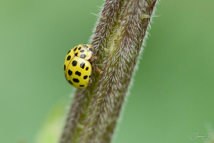 Coccinelle à 22 points (Psyllobora vigintiduopunctata) © Jessica Joachim