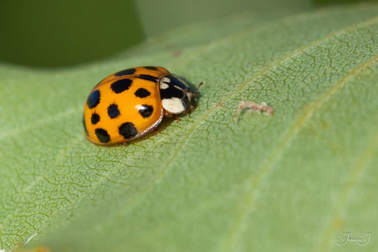 Coccinelle asiatique - Harmonia axyridis © Jessica Joachim