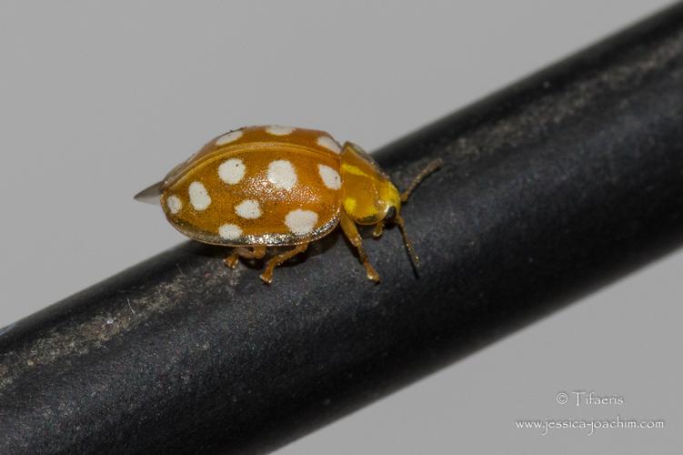 Coccinelle à 16 macules (Halyzia sedecimguttata) © Jessica Joachim