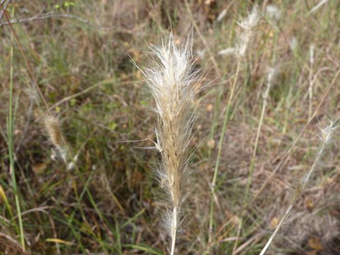 Bothriochloa barbinodis - Barbon andropogon (Merville - 31) © Mathieu Menand