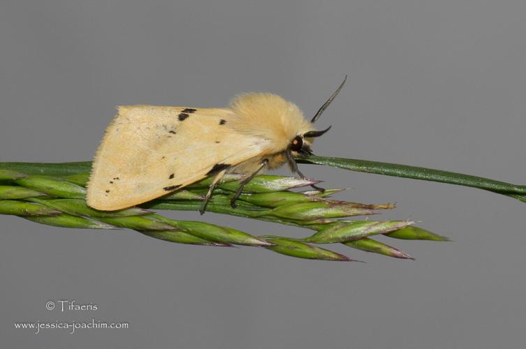 Écaille lièvre -Spilosoma lutea (Mazères - 09) © Jessica Joachim