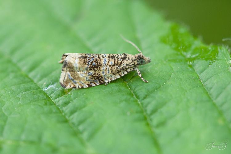 Tordeuse du fraisier - Celypha lacunana (Mazères - 09) © Jessica Joachim