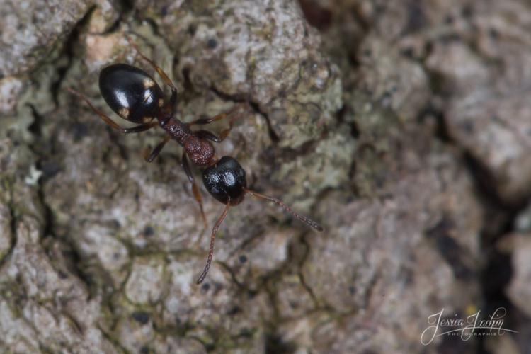 Dolichoderus quadripunctatus (Mazères - 09) © Jessica Joachim