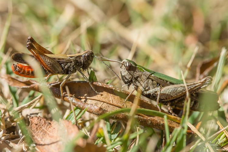 Criquet noir-ébène - Omocestus rufipes (Mâle et femelle) - (Sinsat - 09) © Jessica Joachim