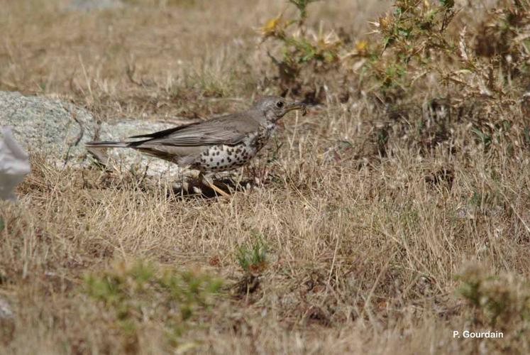 <i>Turdus viscivorus</i> Linnaeus, 1758 © P. Gourdain