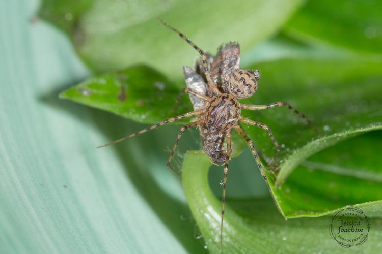 Araignée cracheuse - Scytodes thoracica (Travanet - 81) © 