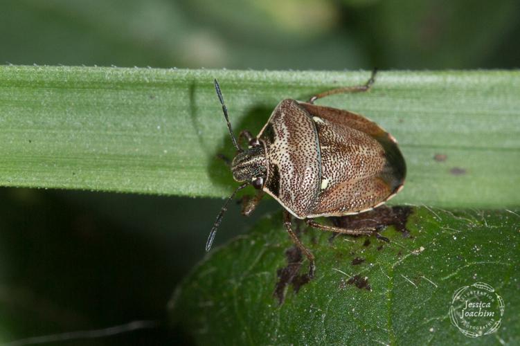 Eysarcoris ventralis (Travanet - 81) © Jessica Joachim