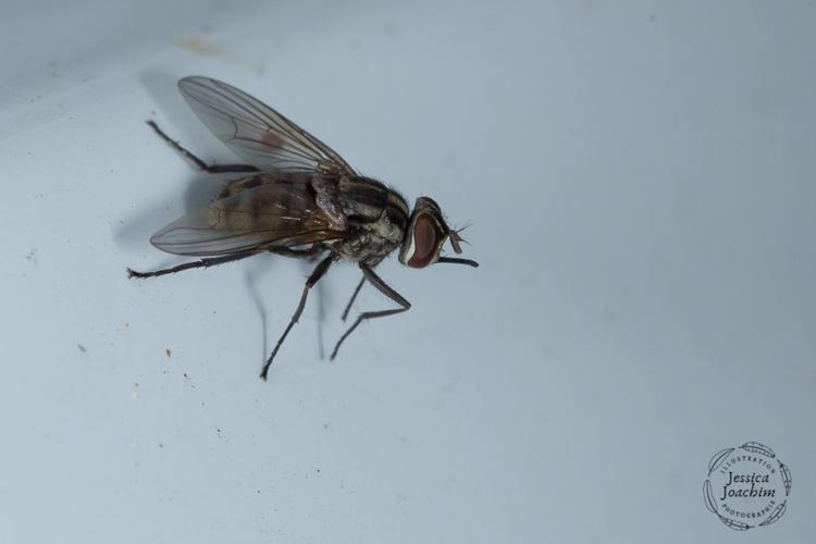 Mouche charbonneuse - Stomoxys calcitrans (Travanet - 81) © Jessica Joachim