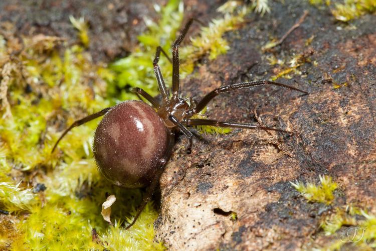 Theridiidae - Steatoda grossa © Jessica Joachim