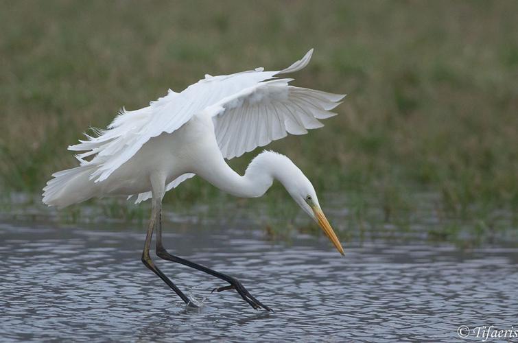 Grande aigrette © Jessica Joachim