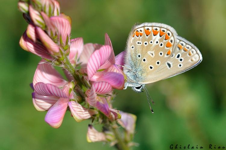 Polyommatus thersites, Blandas 30 © Ghislain Riou