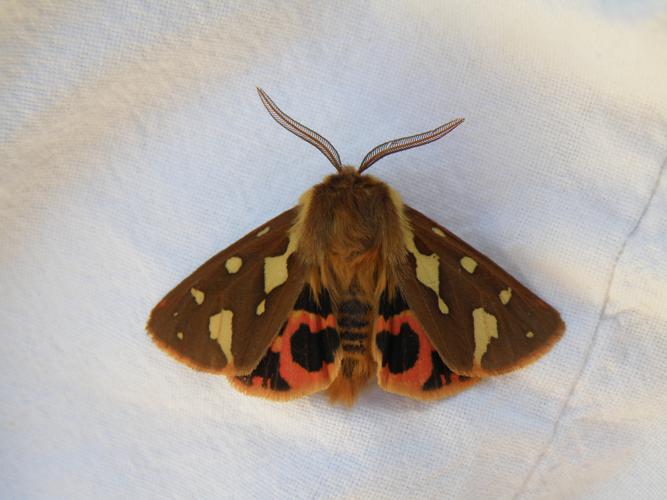 Écaille des steppes (Hyphoraia testudinaria), Saint-Antonin (32), 15 mai 2014 © Jean-Michel Catil