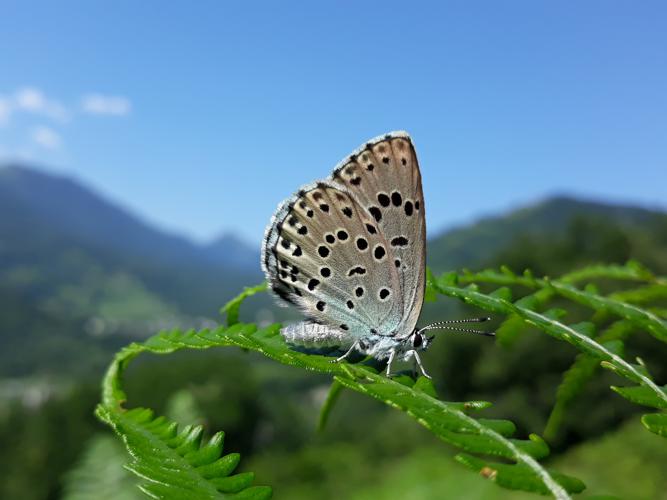 Azuré du Serpolet (Phengaris arion), Ouzous (65), 19 juillet 2018 © Jean-Michel Catil