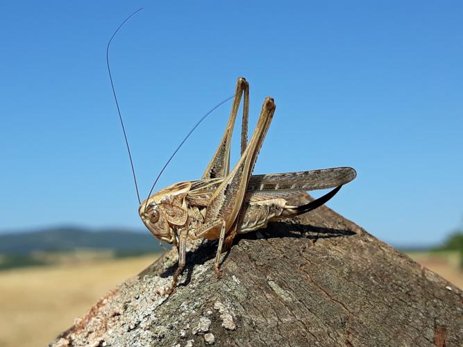 Decticelle côtière (Platycleis affinis), Montlaur (12), 17 juillet 2018 © Jean-Michel Catil