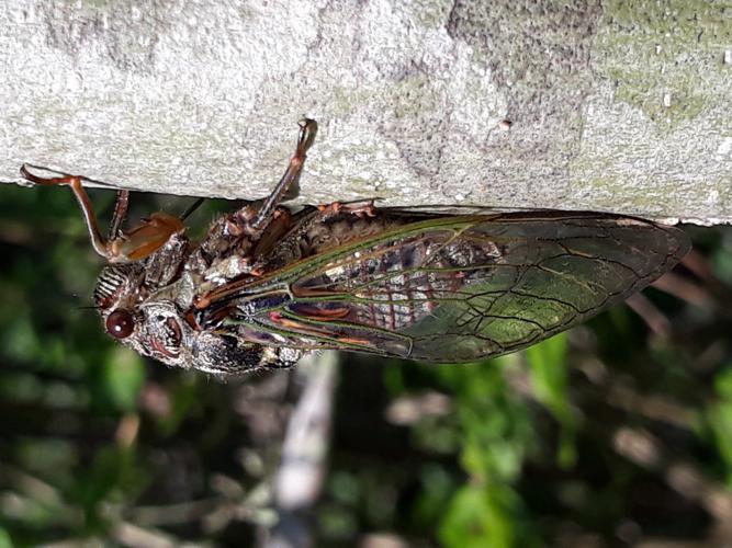 Cigale rouge (Tibicina haematodes), Sauveterre de Comminges (31), 03 juillet 2018 © Jean-Michel Catil