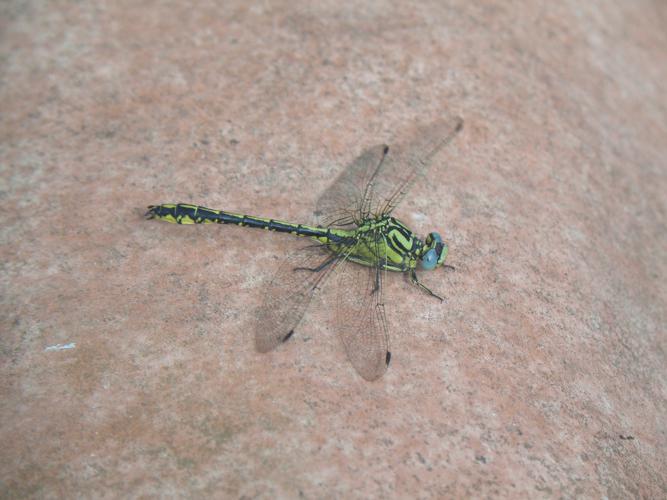 Gomphe semblable (Gomphus simillimus), Saint-Antonin (32), 22 juin 2015 © Jean-Michel Catil