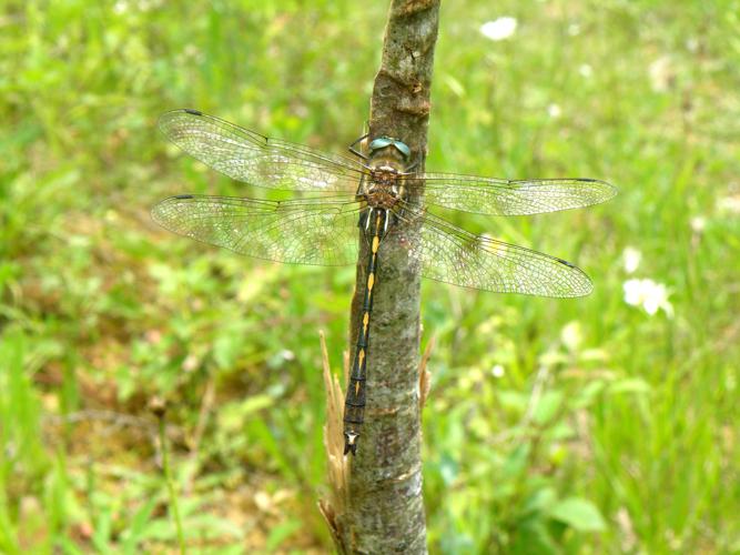 Cordulie à corps fin (Oxygastra curtisii) ♂, Mirande (32), 13 juin 2016 © Jean-Michel Catil