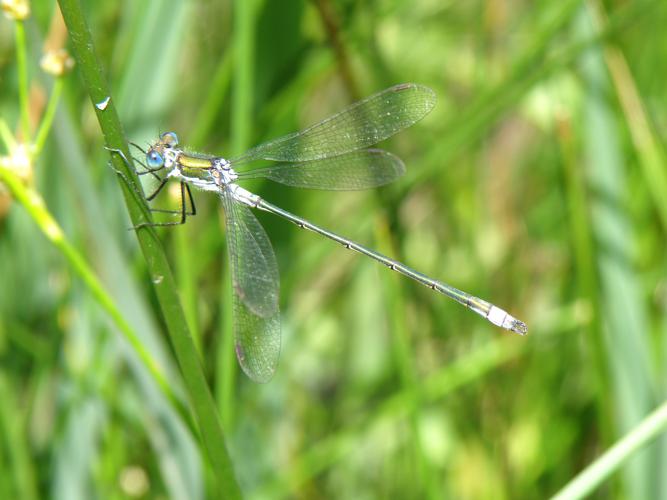 Leste fiancé (Lestes sponsa), Cazaubon (32), 19 juin 2011 © Jean-Michel Catil