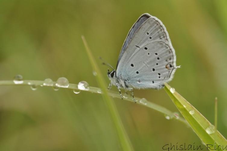 Cupido alcetas, Gers 32 © Ghislain Riou