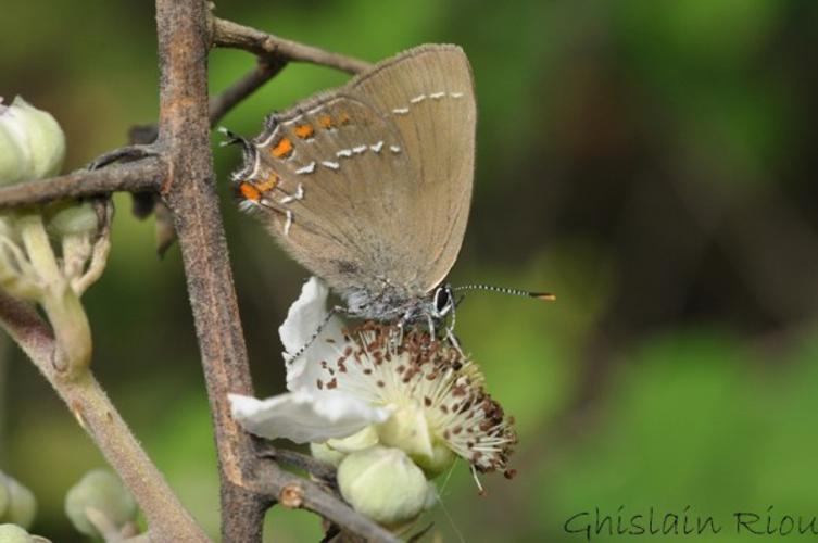 Satyrium ilicis, Pavie 32 © Ghislain Riou