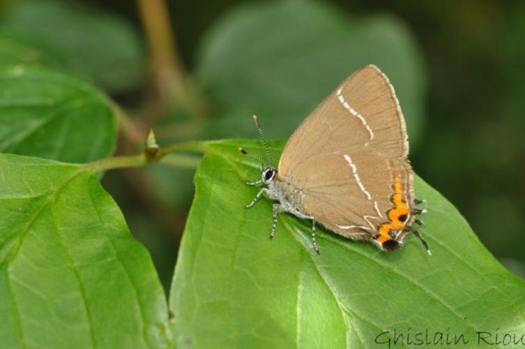 Satyrium w-album, Auch 32 © Ghislain Riou