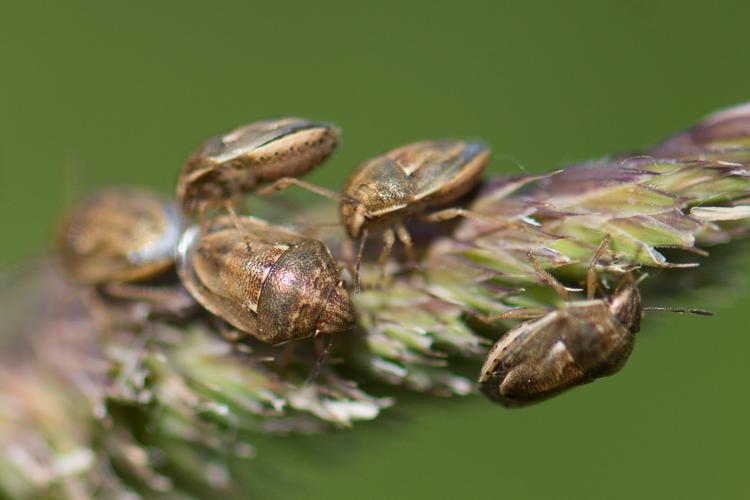 Neottiglossa leporina © Romain Baghi