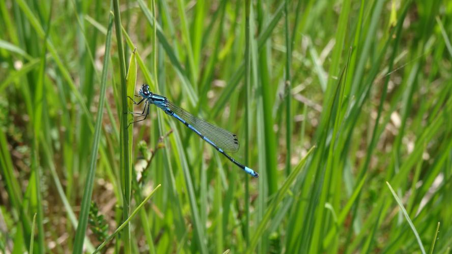 Agrion joli (Coenagrion pulchellum) ♂, Lourdes (65), 08 juin 2016 © Baptiste Charlot