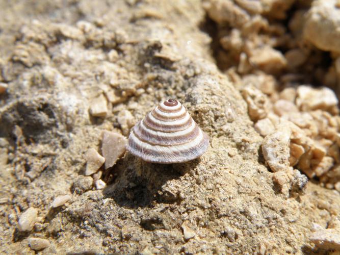 Troque élégante (Trochoidea elegans), Auch (32), 21 mars 2016 © Jean-Michel Catil