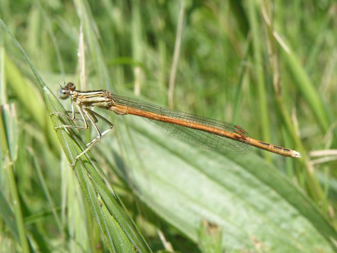 Agrion orangé (Platycnemis acutipennis) ♂, Jû-Belloc (32), 18 mai 2015 © Jean-Michel Catil