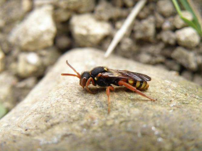 Nomada sexfasciata, Saint-Antonin (32), 31 mars 2016 © Jean-Michel Catil