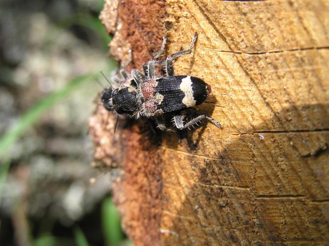 Clairon mutile (Clerus mutillarius), Saint-Arailles (32), 26 avril 2007 © Jean-Michel Catil