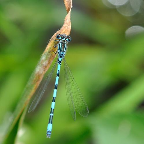 Coenagrion mercuriale, St-Plancard 31 © Ghislain Riou