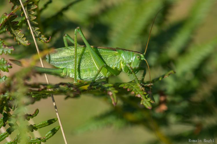 Tettigonia cantans © Romain baghi