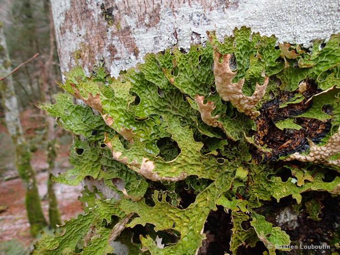 Lobaria pulmonaria © Bastien Louboutin