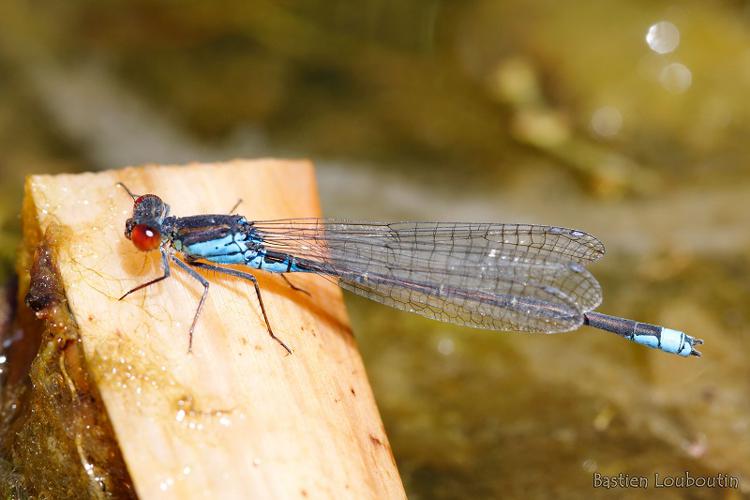 Erythromma viridulum, Sainte-Léocadie (66) © Bastien Louboutin