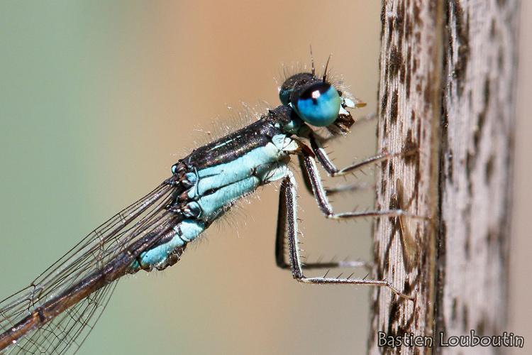 Ischnura graellsii - Sainte-Léocadie (66) © Bastien Louboutin