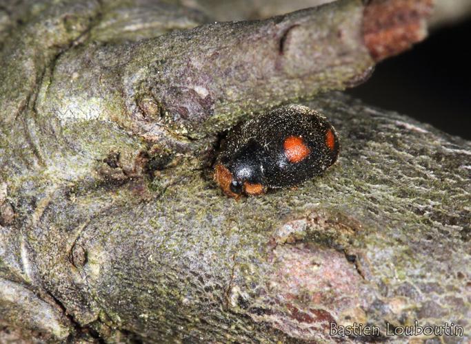 Platynaspis luteorubra © Bastien Louboutin