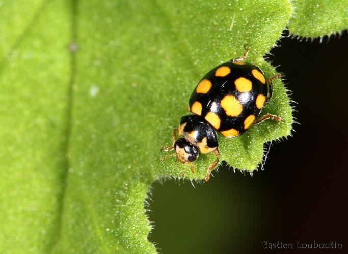 Coccinella quatuordecimpustulata - Génolhac (30) © Bastien Louboutin