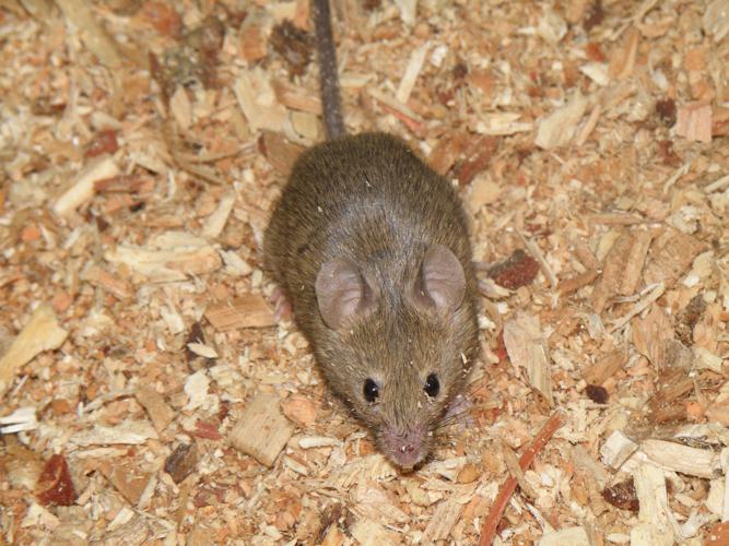 Souris grise (Mus musculus), Saint-Antonin (32), 14 novembre 2009 © Jean-Michel Catil