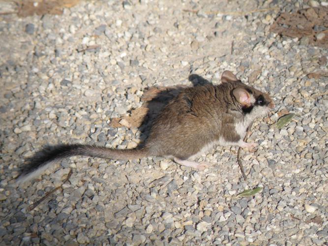 Lérot (Eliomys quercinus), Saint-Antonin (32), 23 octobre 2014 © Jean-Michel Catil