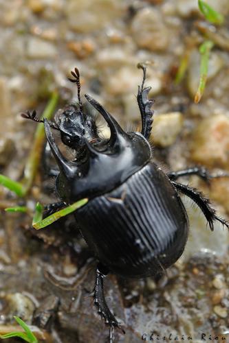 Typhaeus typhoeus mâle, Rebigue 31 © Ghislain Riou