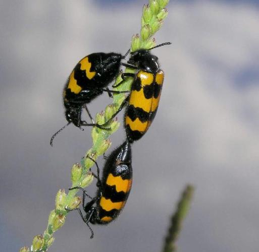 Mylabris variabilis, Mervilla 31 © Jean-Marc L'Hermite