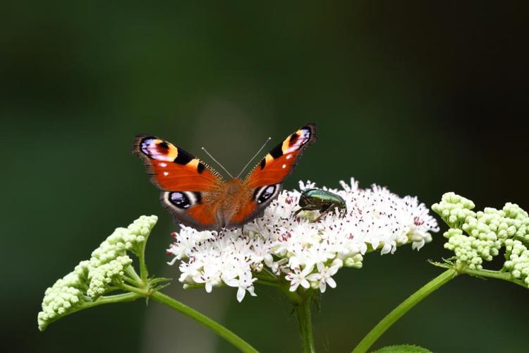 Aglais io, 31 © Jean-Marc L'Hermite